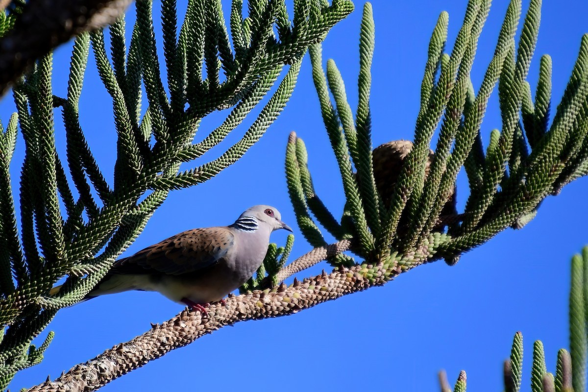 European Turtle-Dove - Eileen Gibney