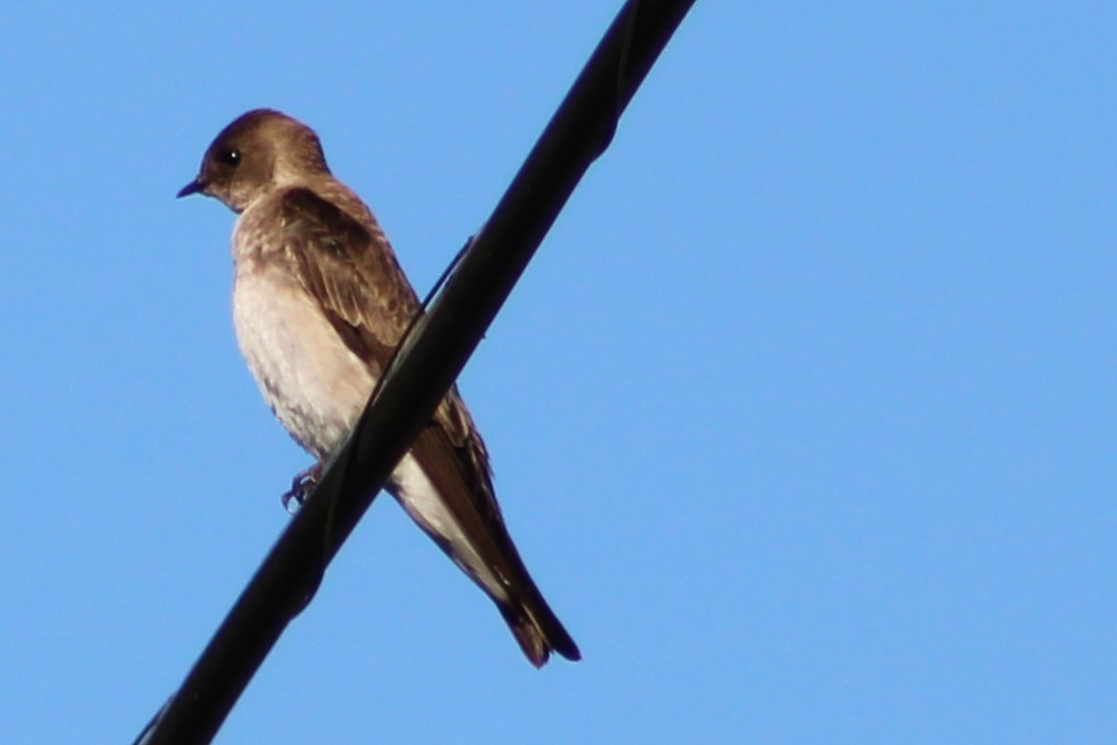 Northern Rough-winged Swallow - Cindy Harness