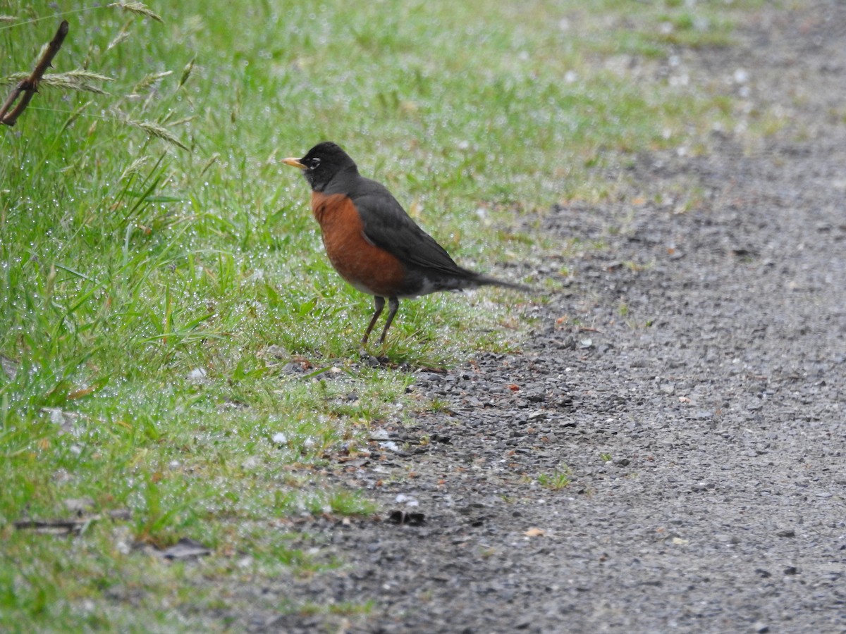 American Robin - ML619530746