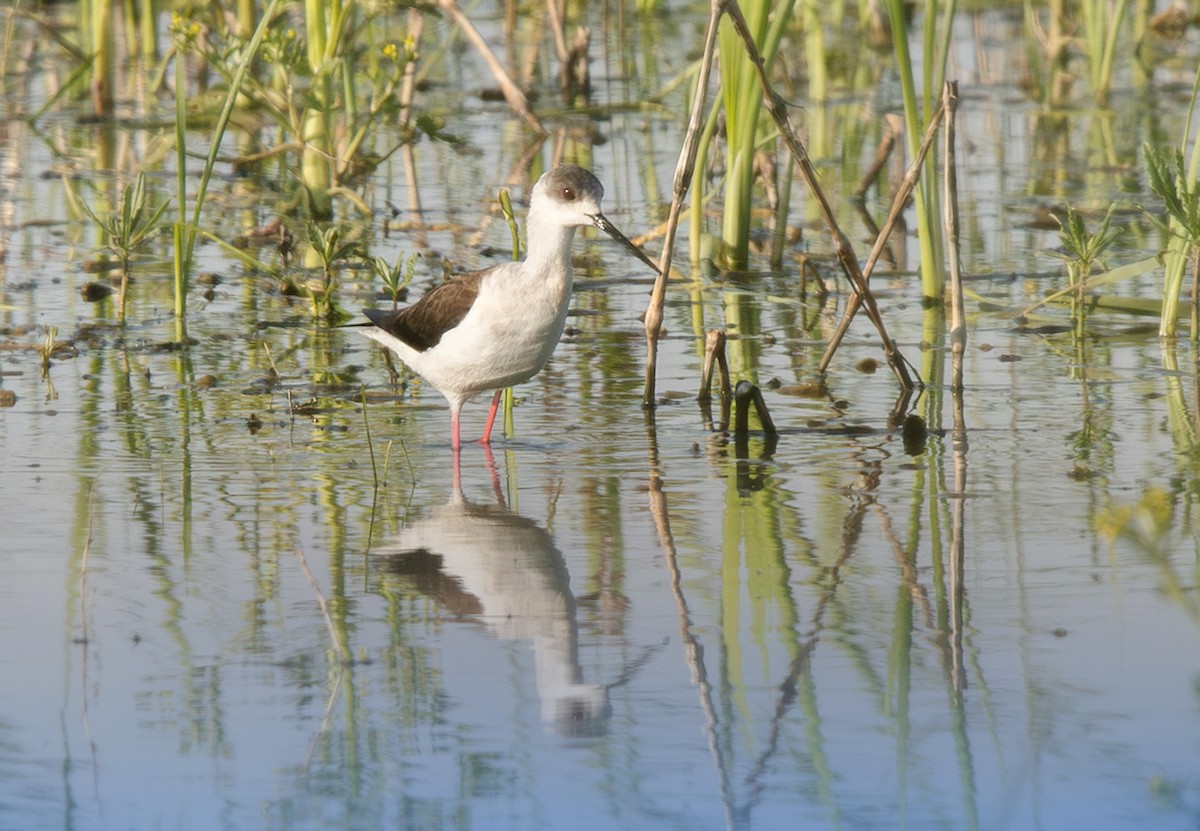 Black-winged Stilt - Alena Tsikhanovich