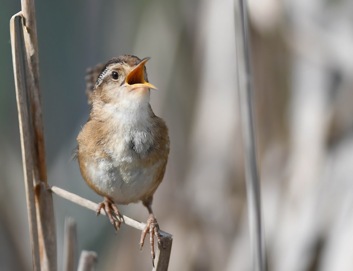 Marsh Wren - Daniel Thibault