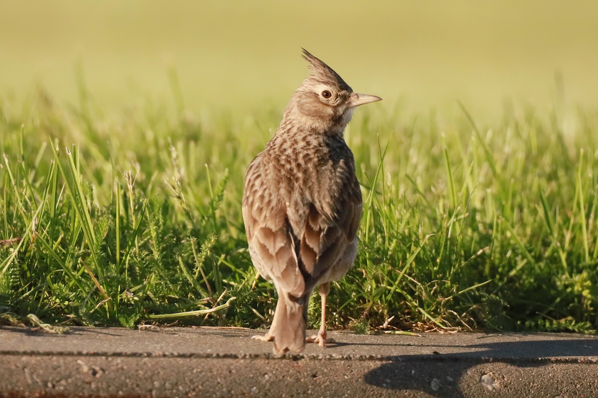 Crested Lark - ML619530765