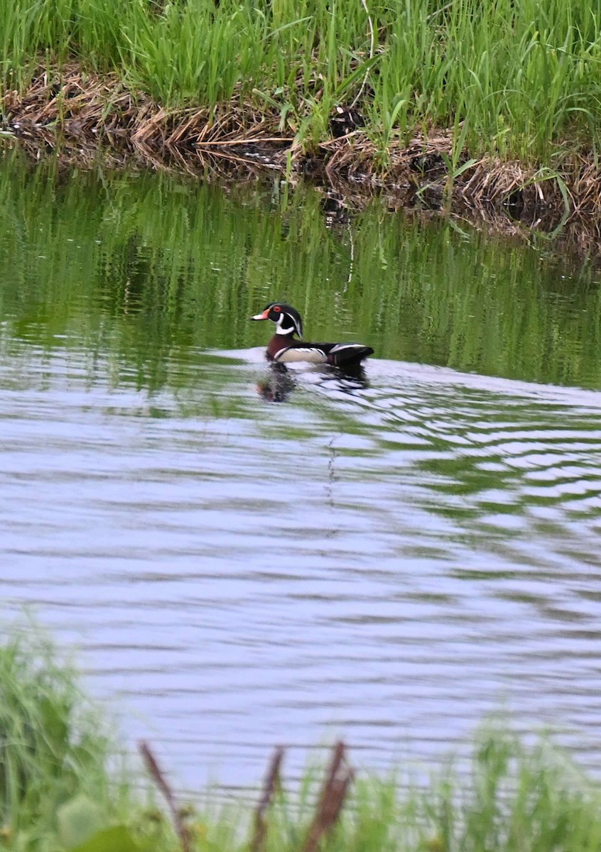 Wood Duck - Damian Vraniak