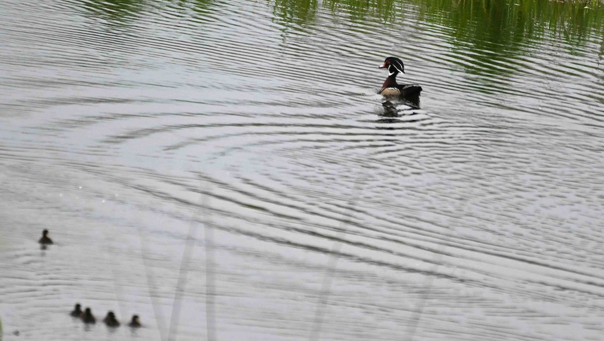 Wood Duck - Damian Vraniak