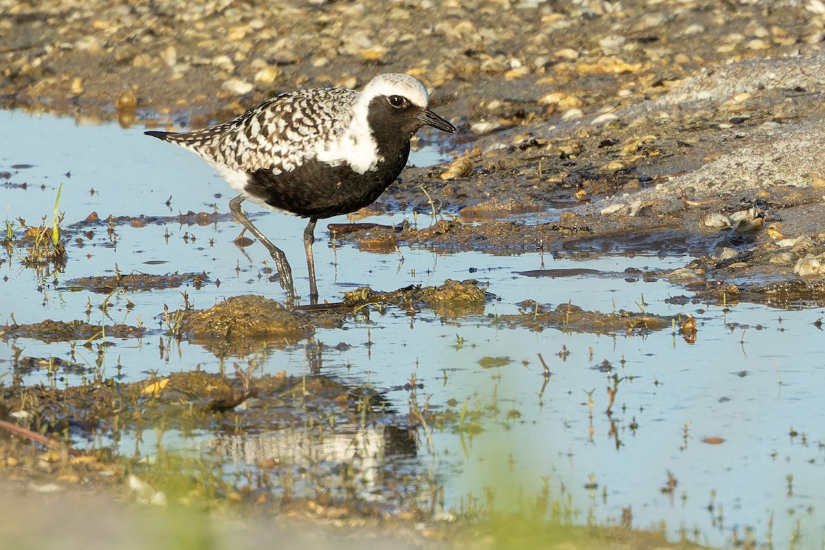 Black-bellied Plover - Kyle Blaney