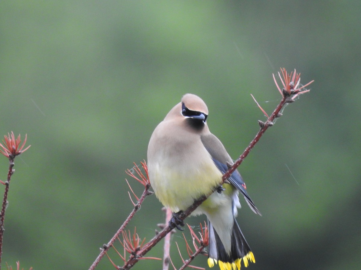 Cedar Waxwing - ML619530783