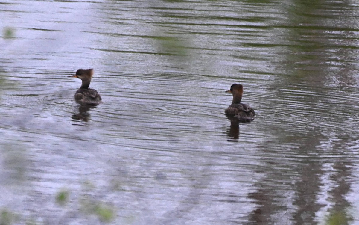 Hooded Merganser - Damian Vraniak