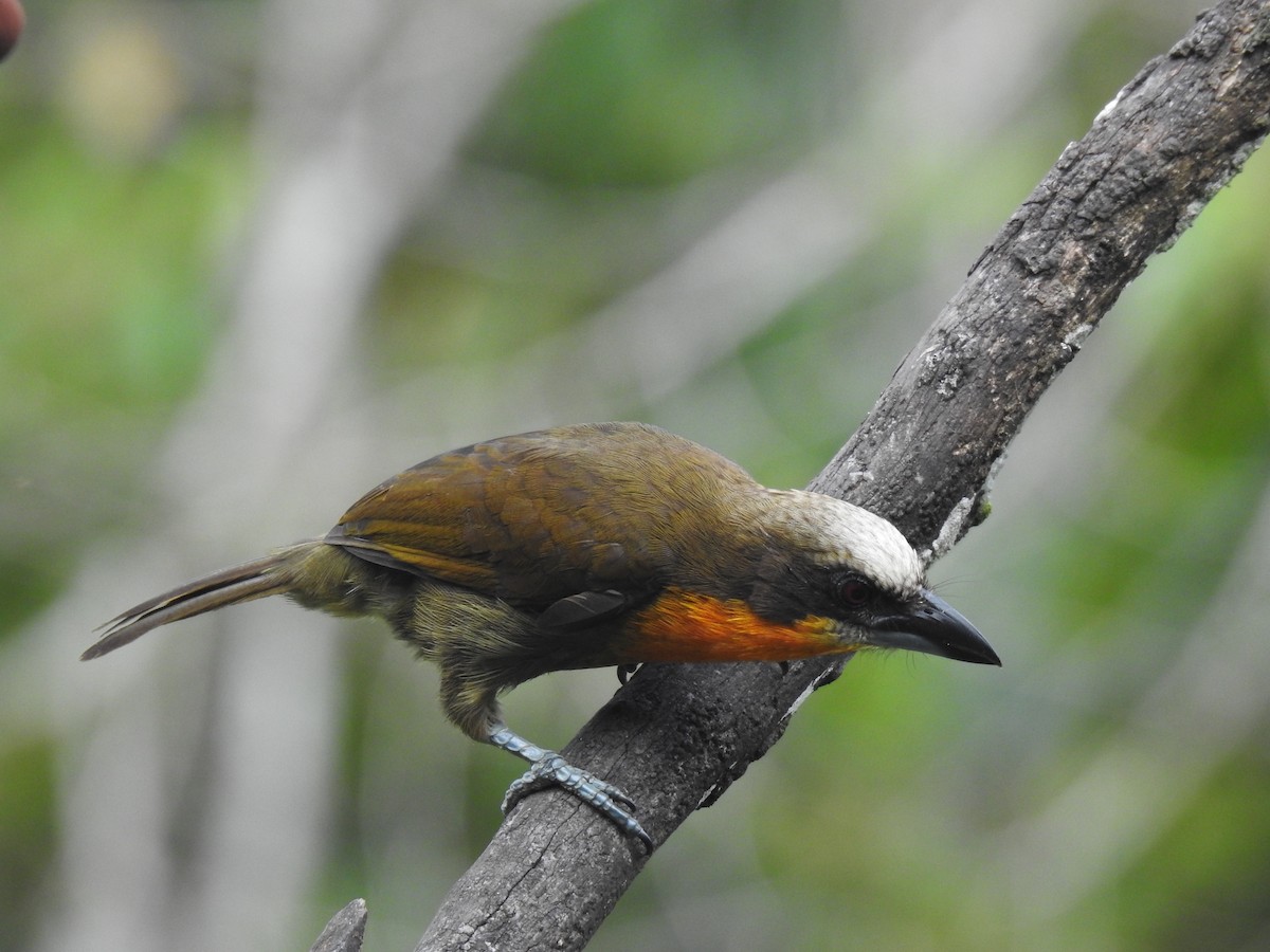 Scarlet-crowned Barbet - ML619530789