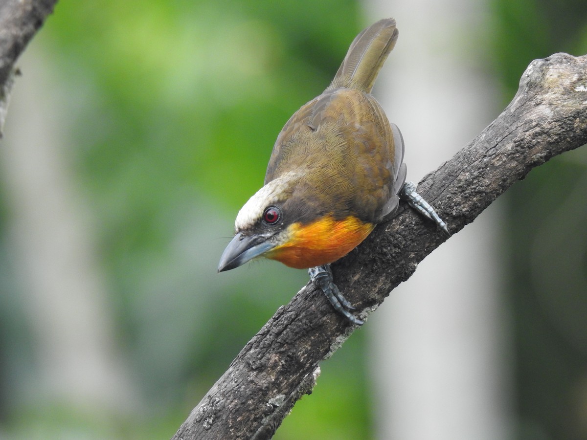 Scarlet-crowned Barbet - ML619530790