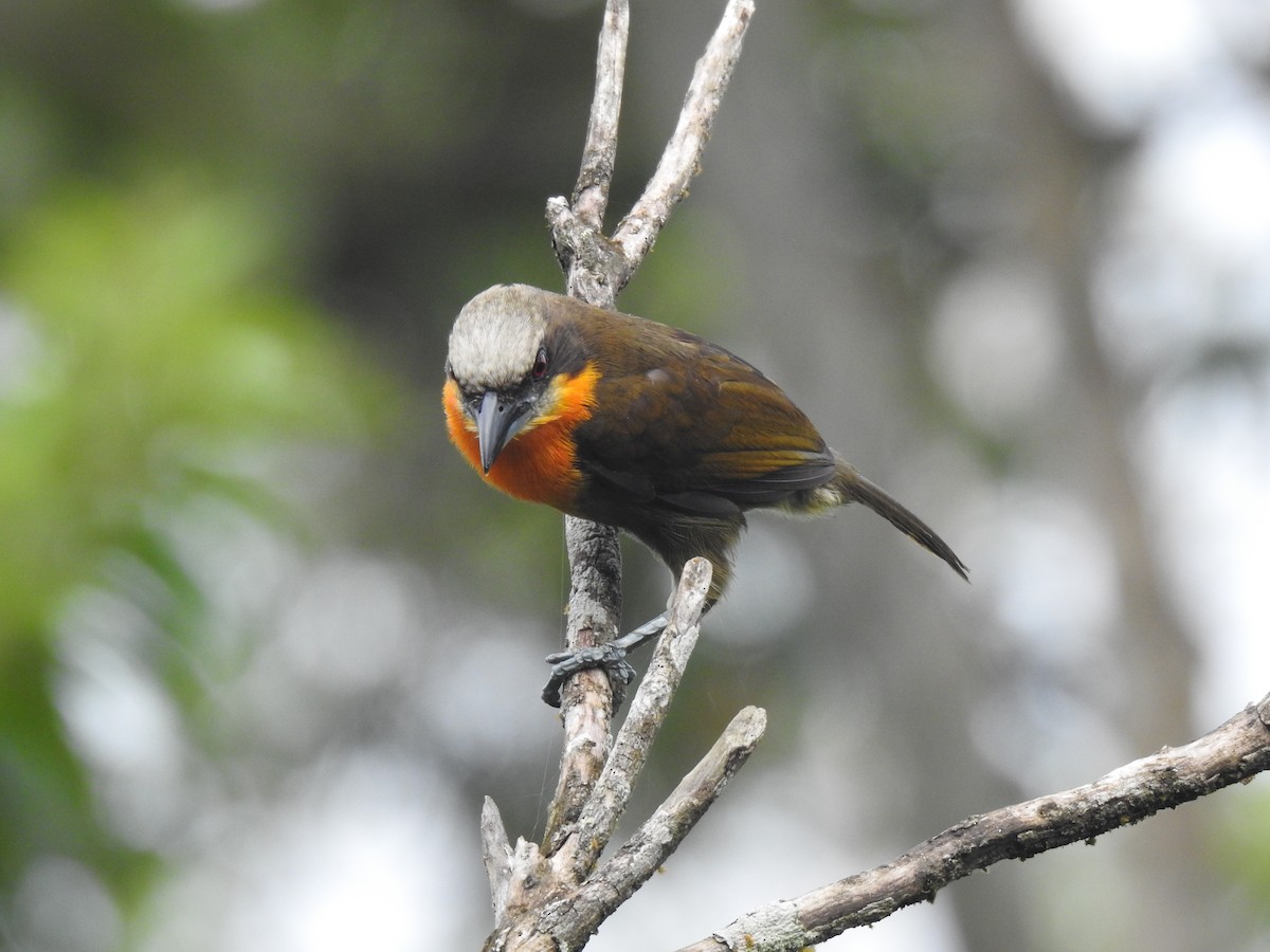 Scarlet-crowned Barbet - ML619530791