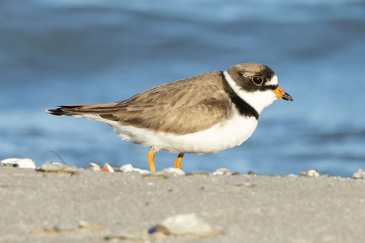 Semipalmated Plover - Kyle Blaney