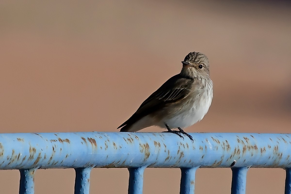 Spotted Flycatcher - Eileen Gibney