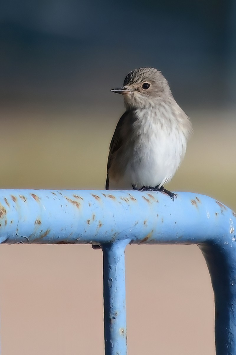 Spotted Flycatcher - Eileen Gibney