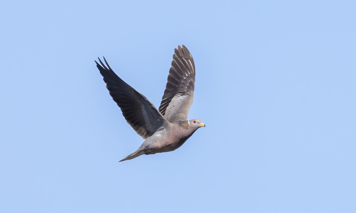 Band-tailed Pigeon (Northern) - Paul Fenwick