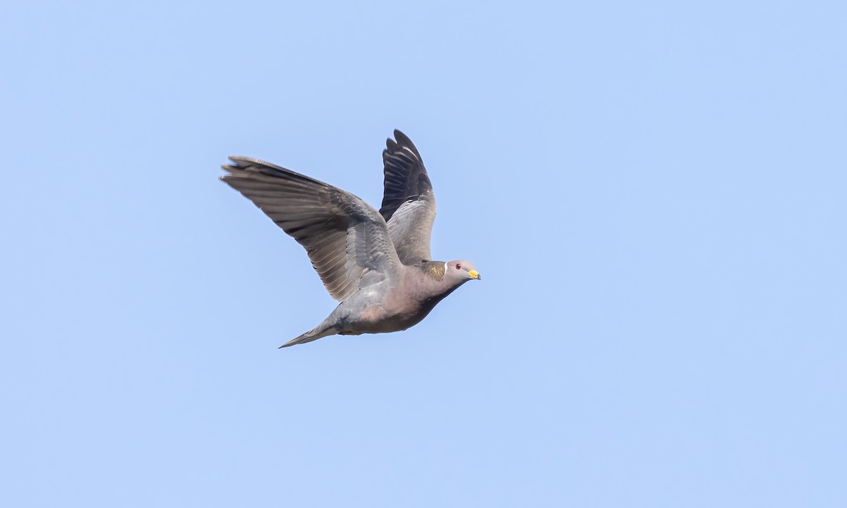 Band-tailed Pigeon (Northern) - Paul Fenwick