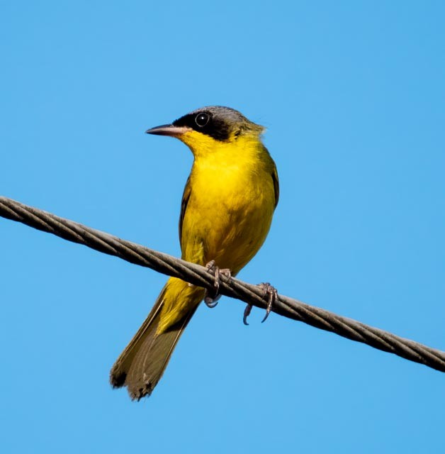 Southern Yellowthroat - Marcus Müller