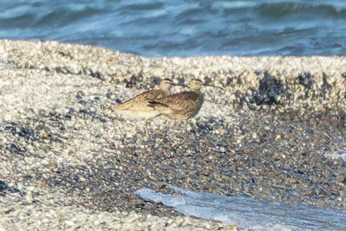 Whimbrel - Kyle Blaney