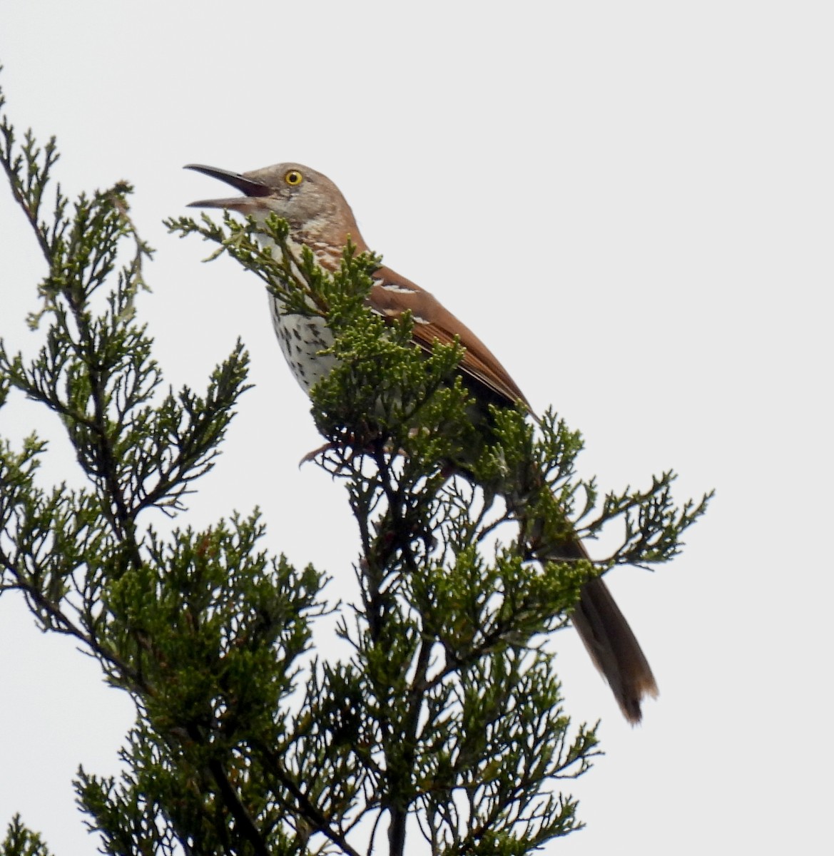 Brown Thrasher - Robert Ducham