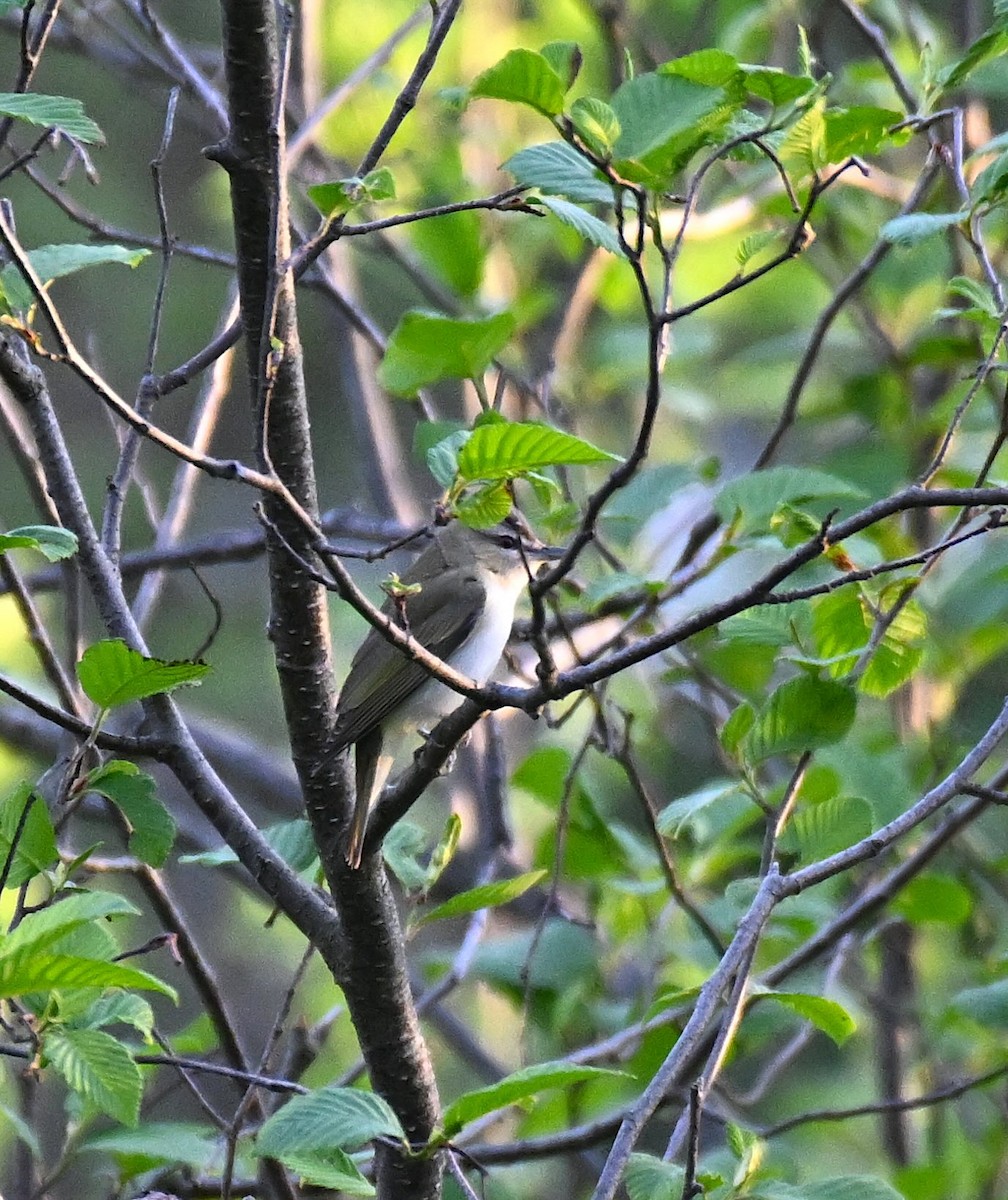 Red-eyed Vireo - Damian Vraniak