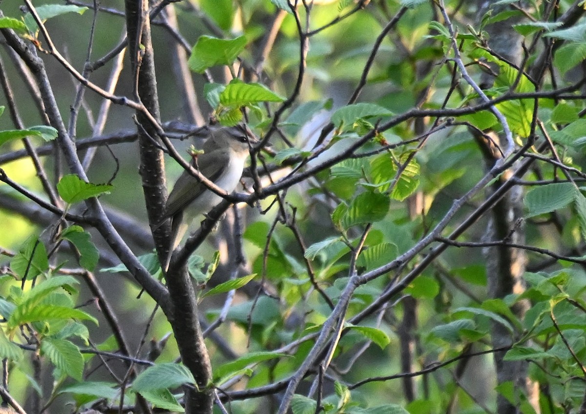 Red-eyed Vireo - Damian Vraniak