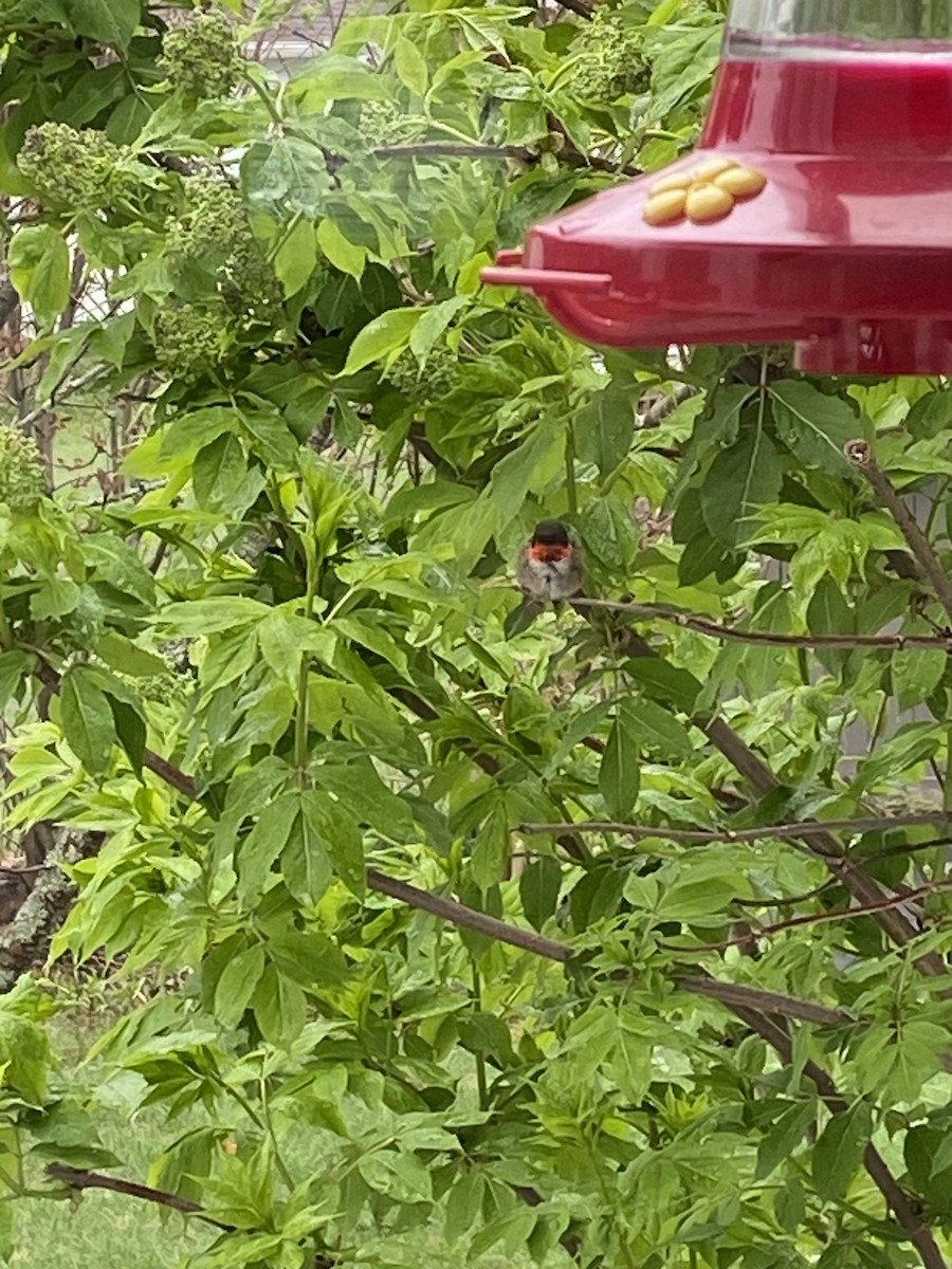 Ruby-throated Hummingbird - Jean-Raymond  Lepage