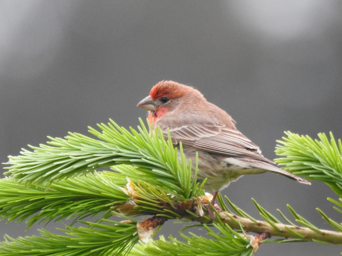 House Finch - Anonymous