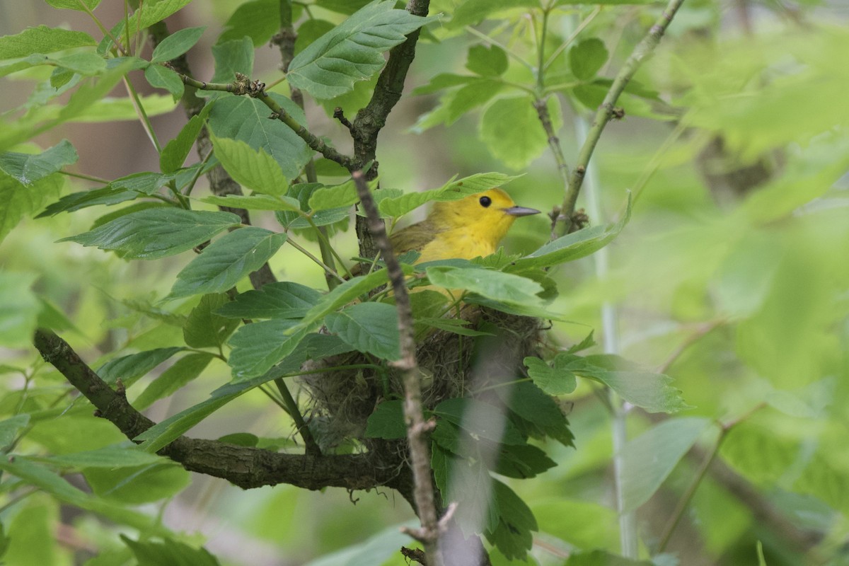 Yellow Warbler - Chad Hutchinson