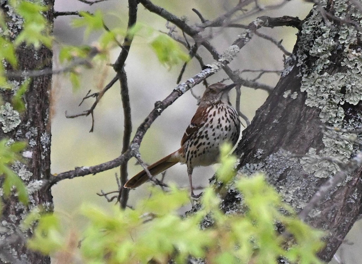 Brown Thrasher - Damian Vraniak