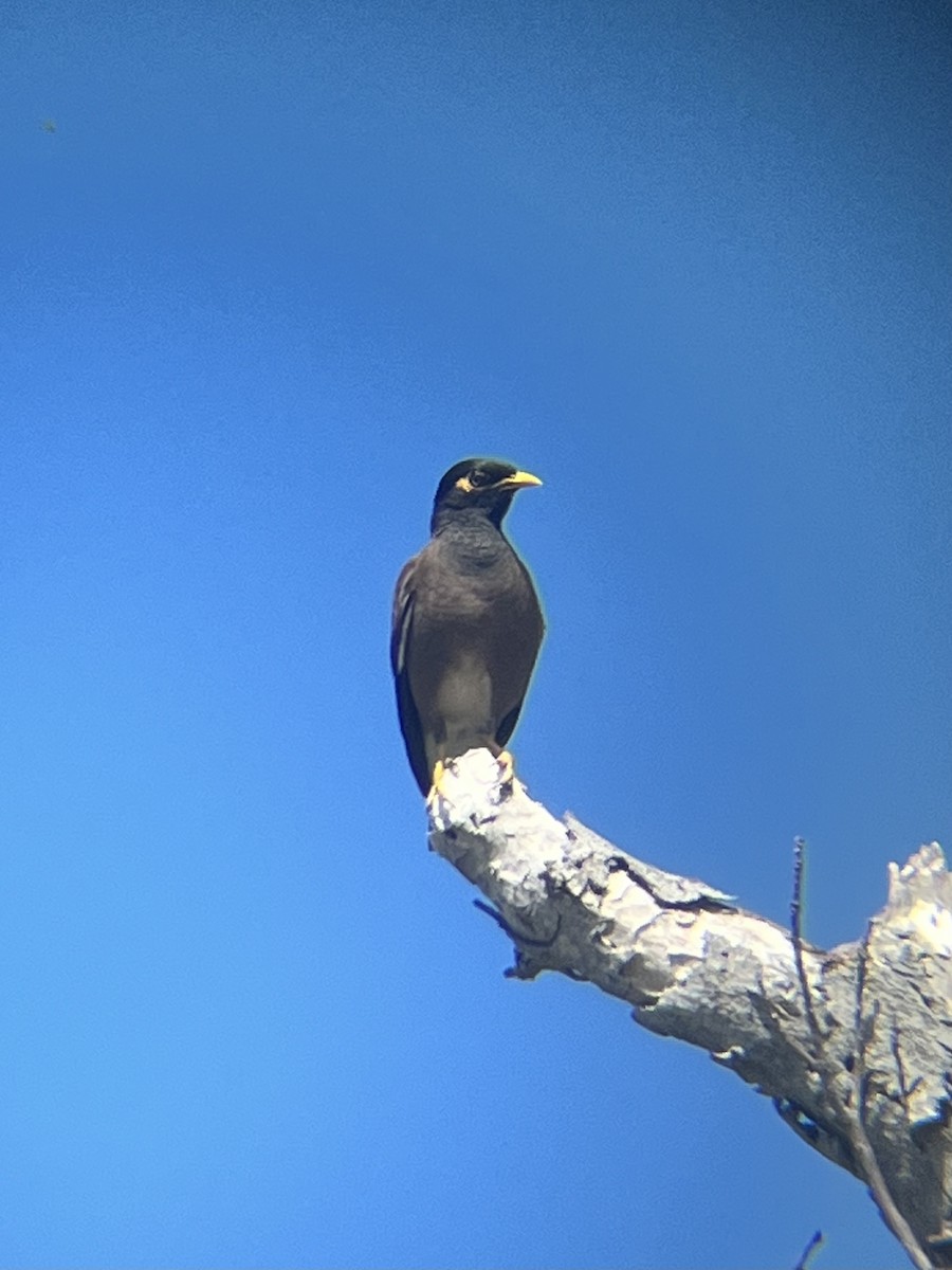 Common Myna - ML619530836