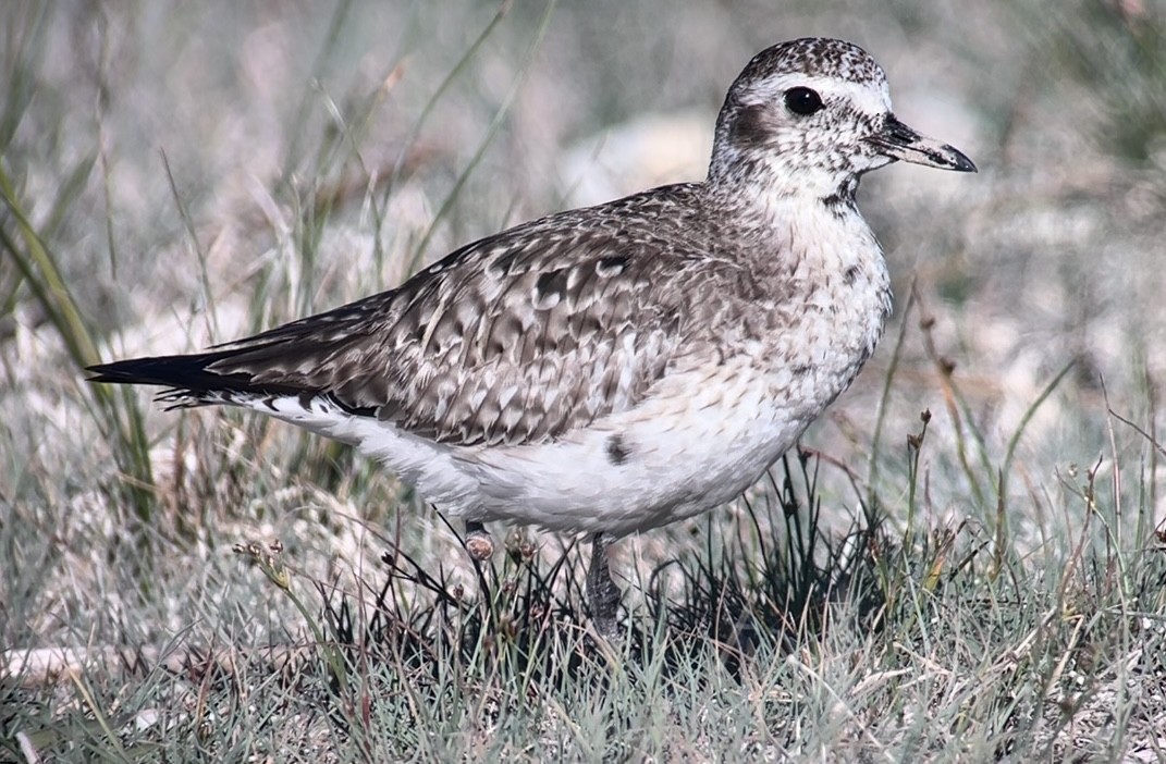 Black-bellied Plover - Patrick Finch