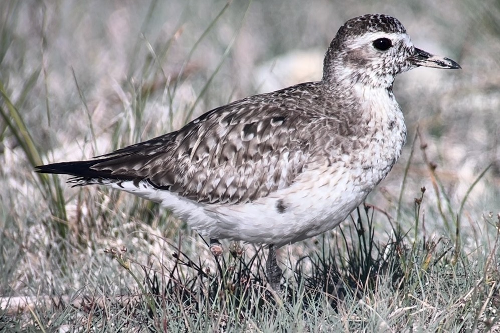 Black-bellied Plover - Patrick Finch