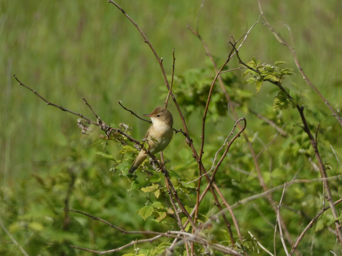 Marsh Warbler - Noam Pagany