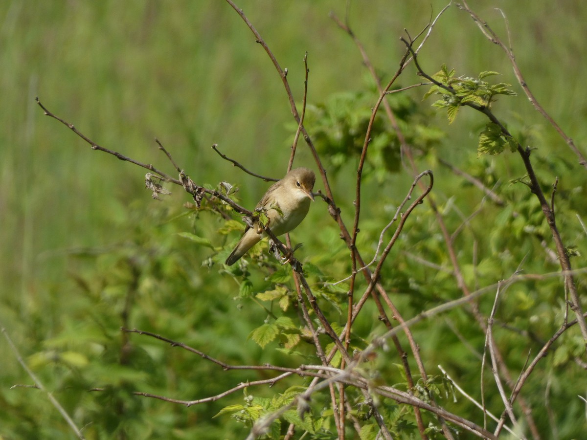 Marsh Warbler - Noam Pagany