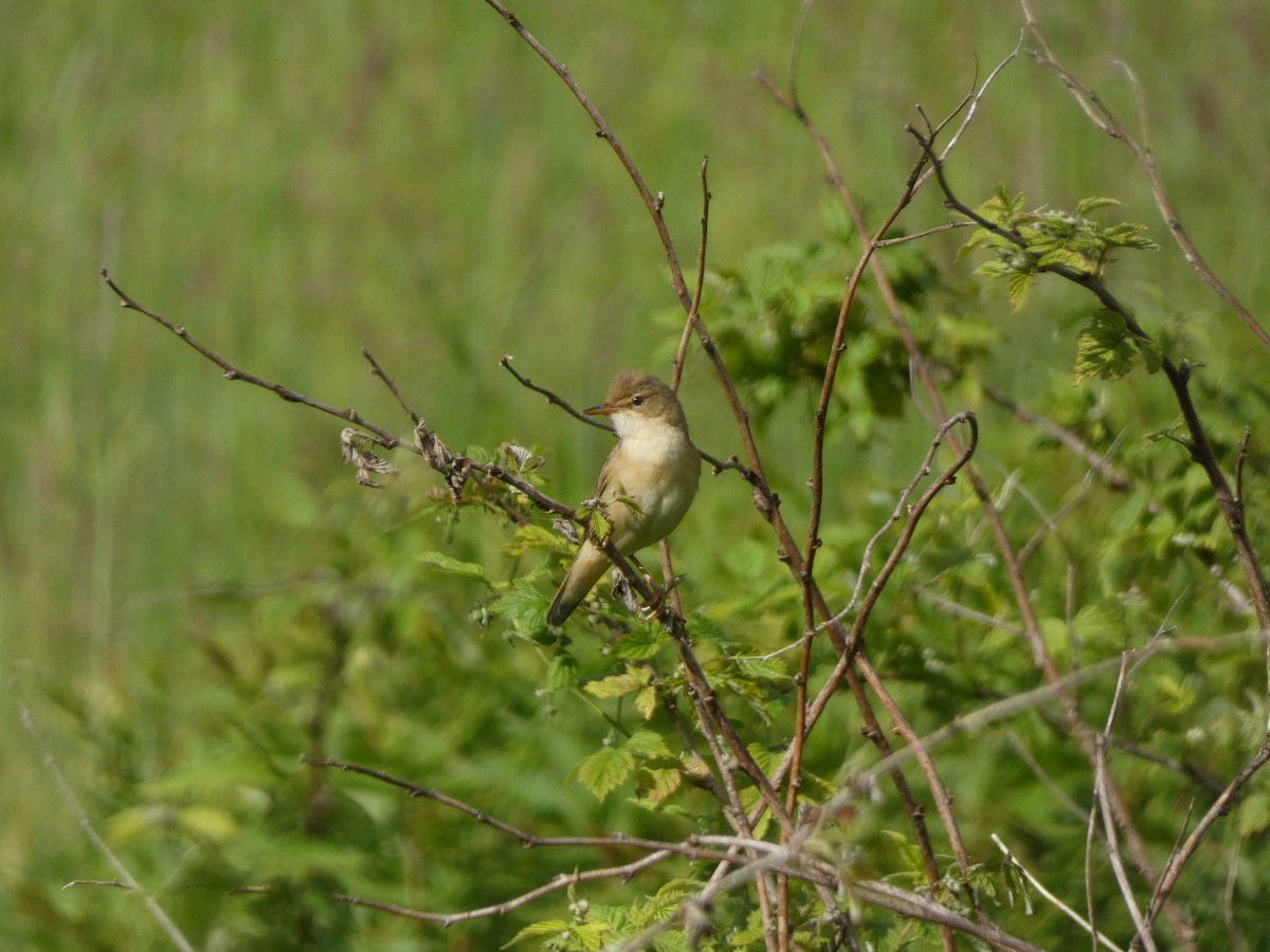 Marsh Warbler - Noam Pagany