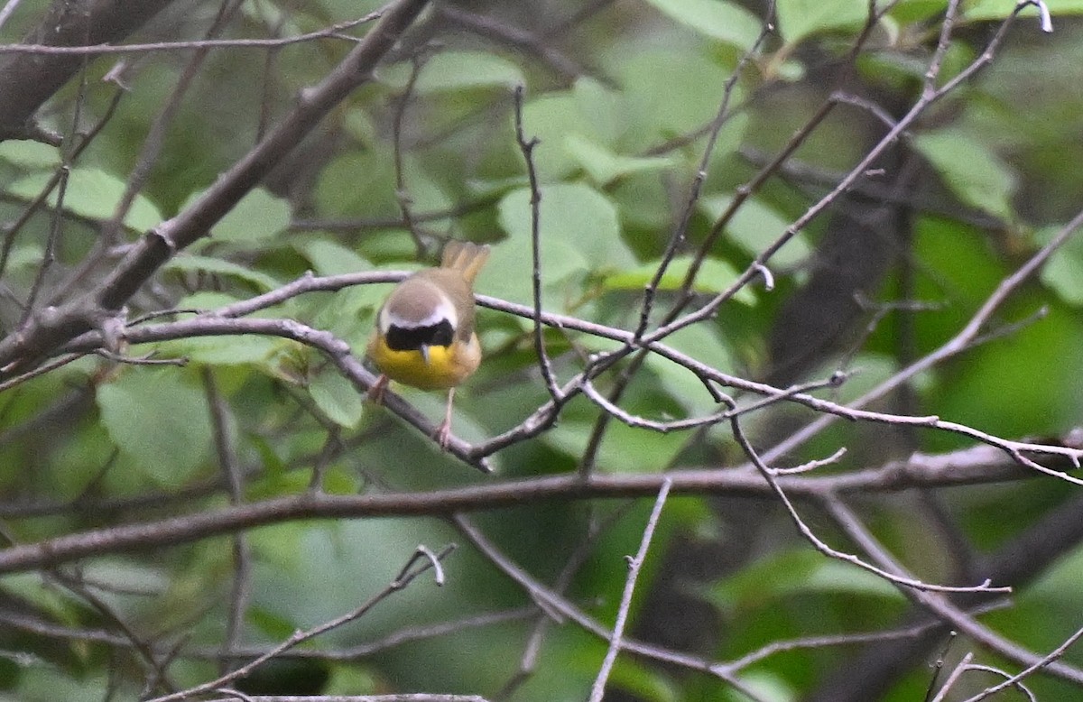 Common Yellowthroat - Damian Vraniak