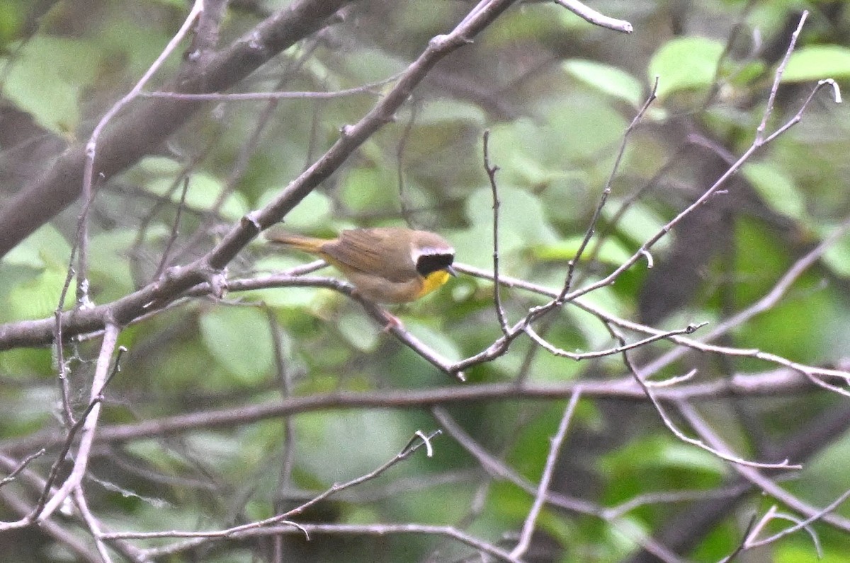 Common Yellowthroat - Damian Vraniak