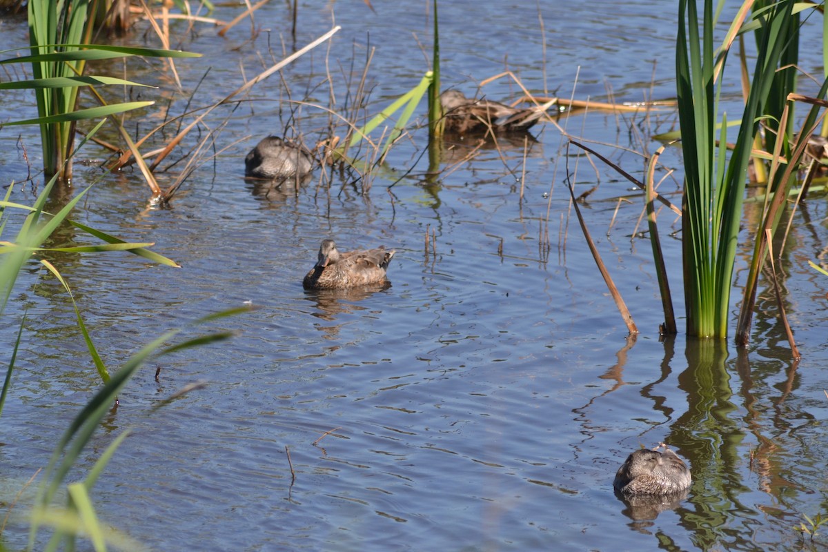 Gadwall - Paulo  Roncon