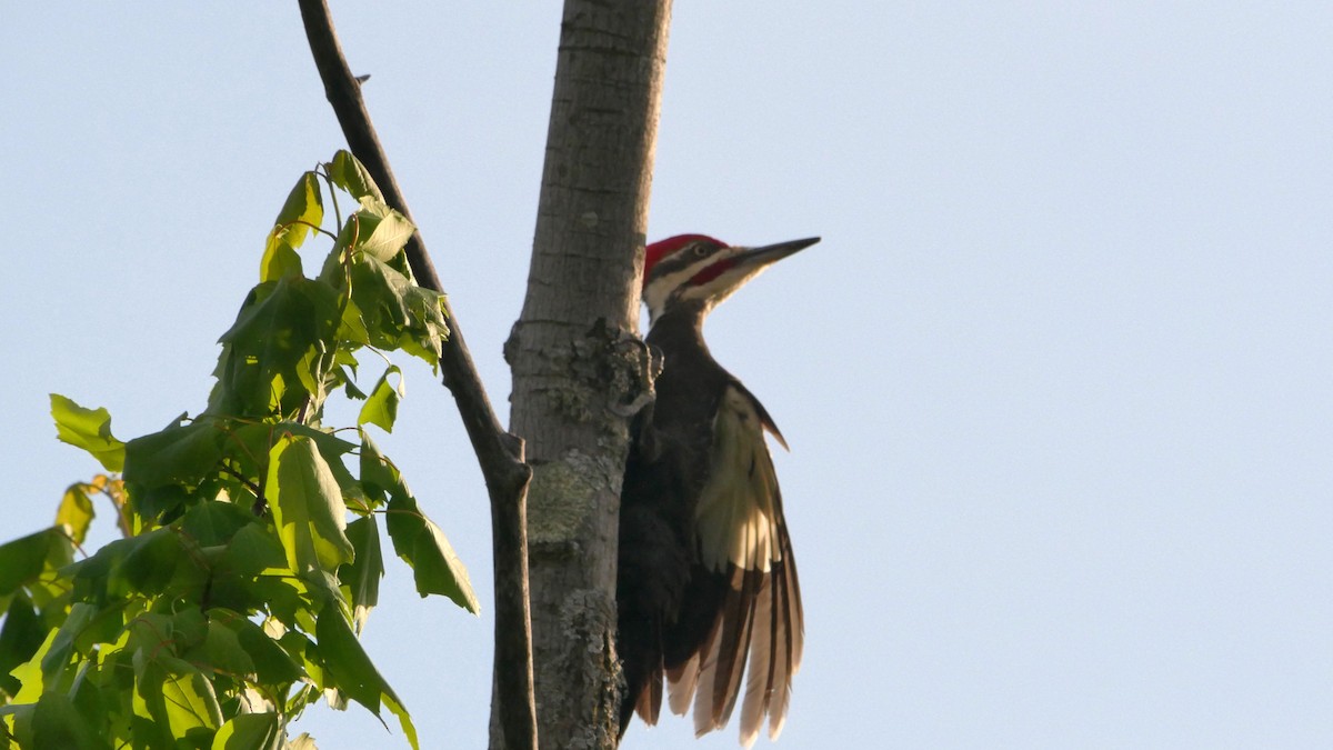 Pileated Woodpecker - Carole Gilbert
