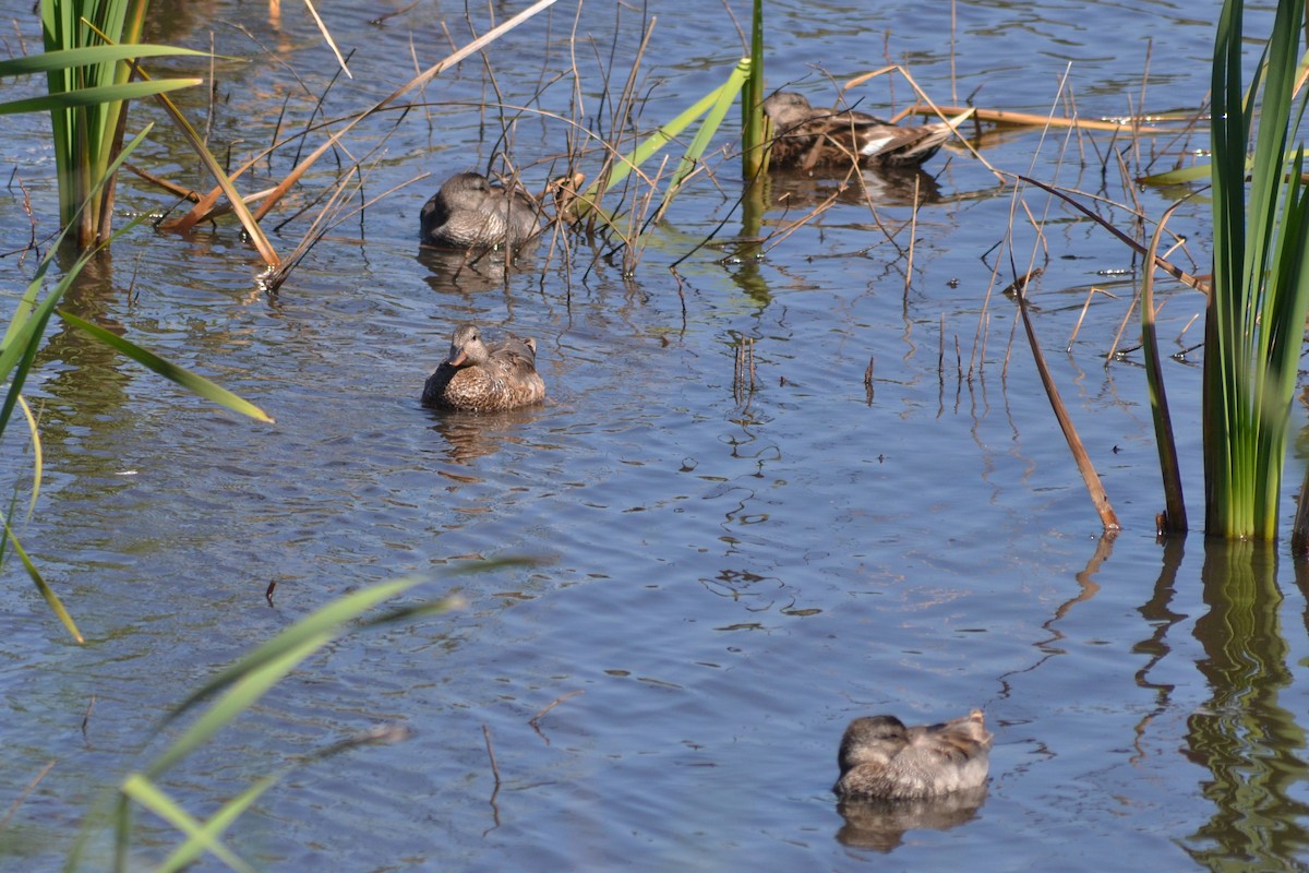 Gadwall - Paulo  Roncon