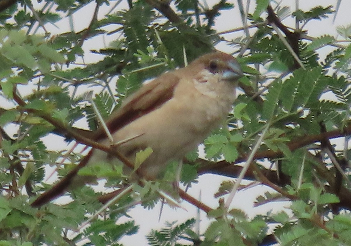 Indian Silverbill - ML619530859