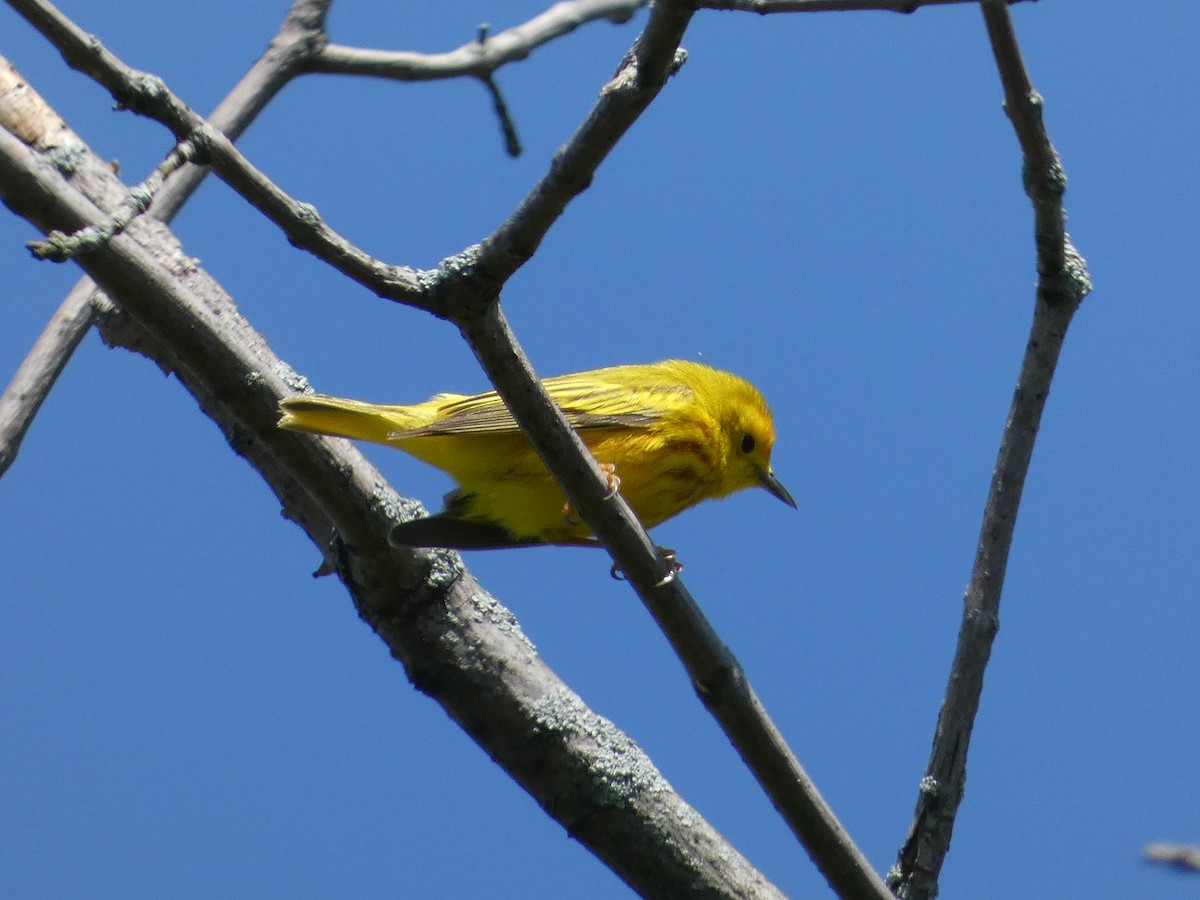 Yellow Warbler - Heather Guarnera