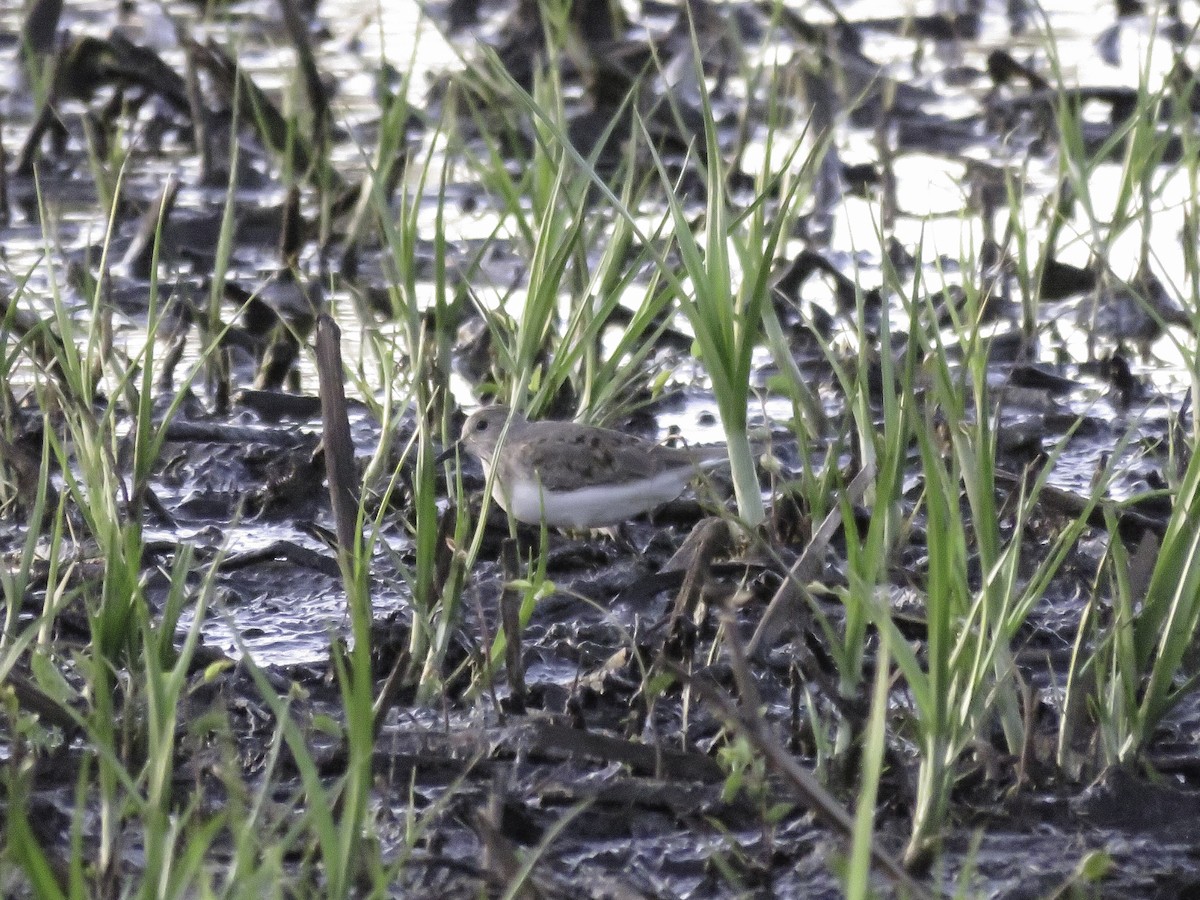 Temminck's Stint - ML619530861