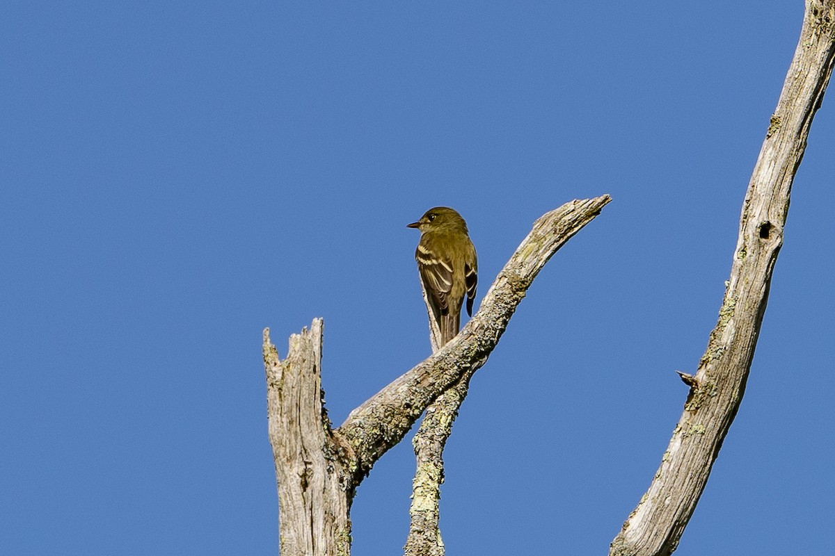 Alder Flycatcher - Chris S. Wood