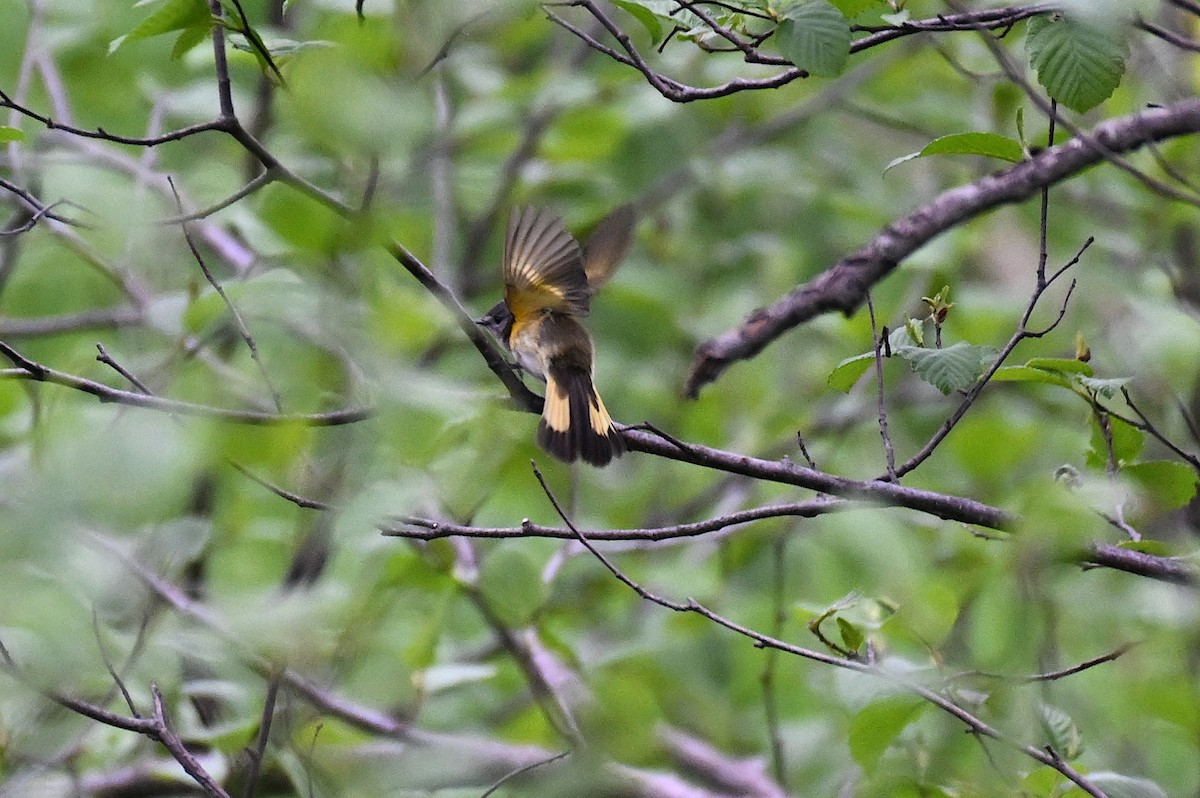 American Redstart - Damian Vraniak