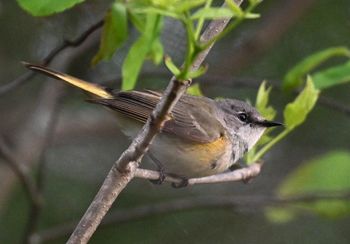 American Redstart - Damian Vraniak