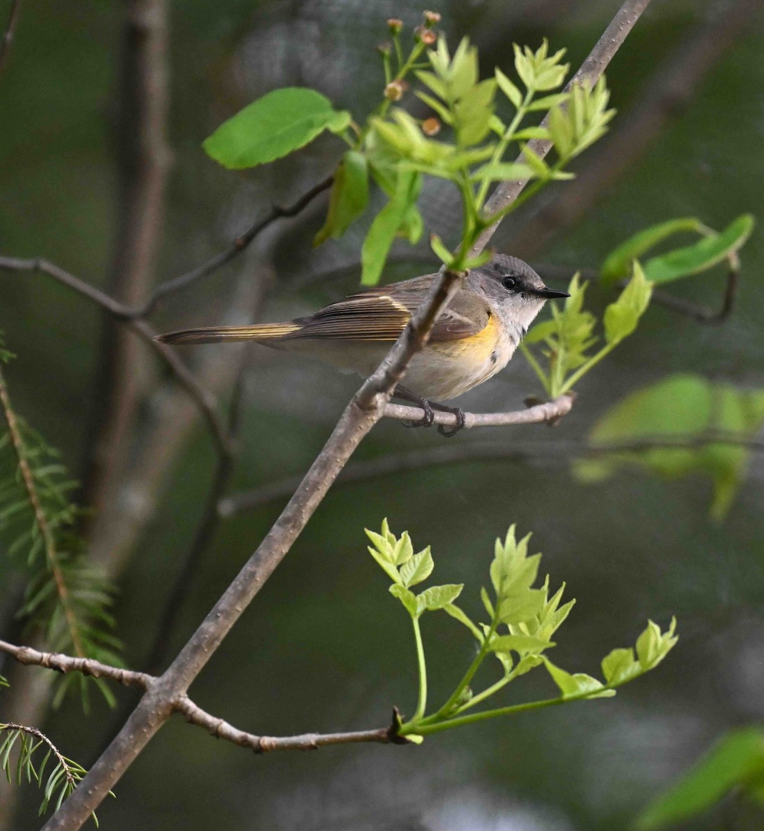 American Redstart - Damian Vraniak