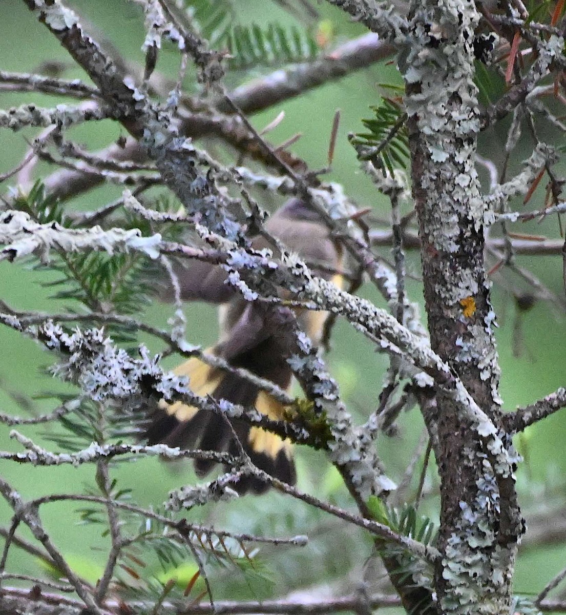 American Redstart - Damian Vraniak