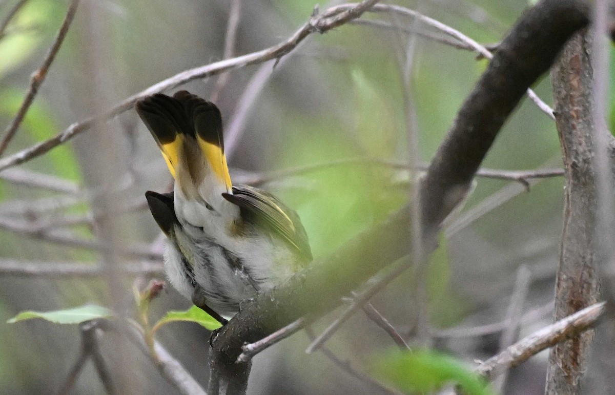 American Redstart - Damian Vraniak