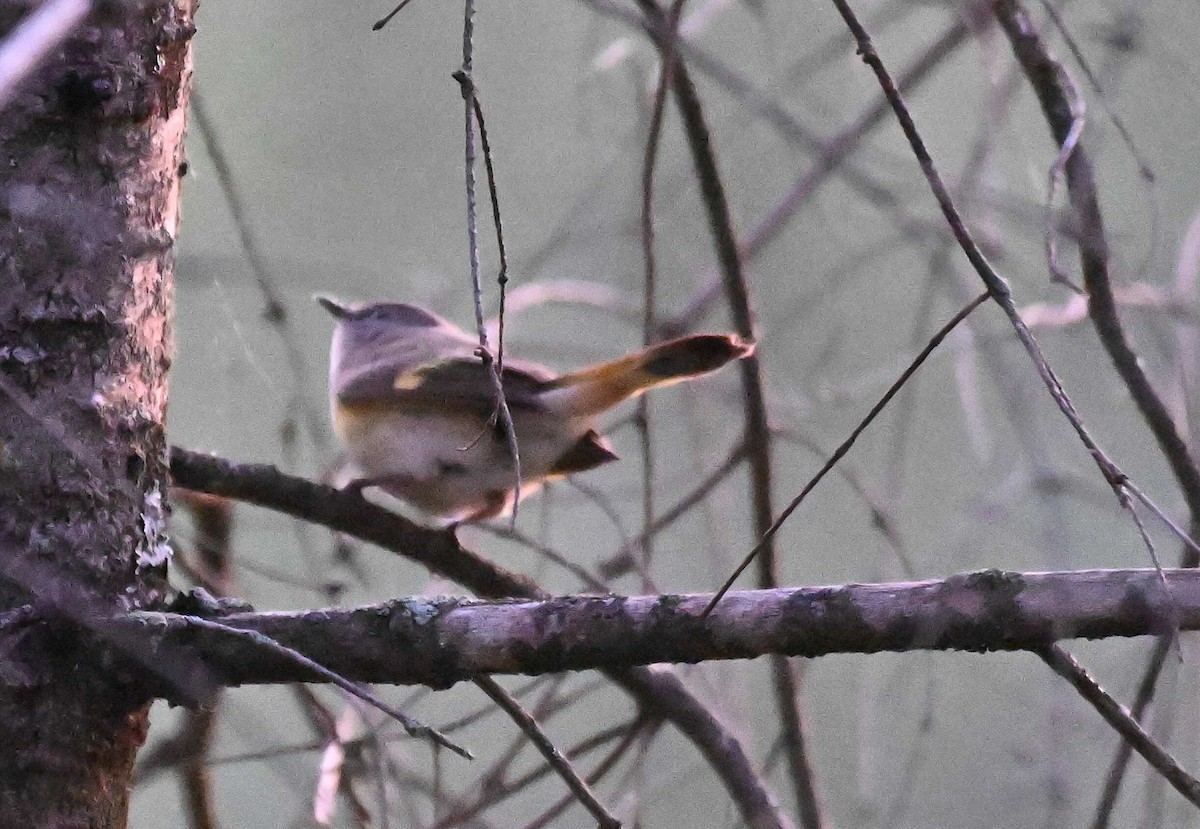 American Redstart - Damian Vraniak