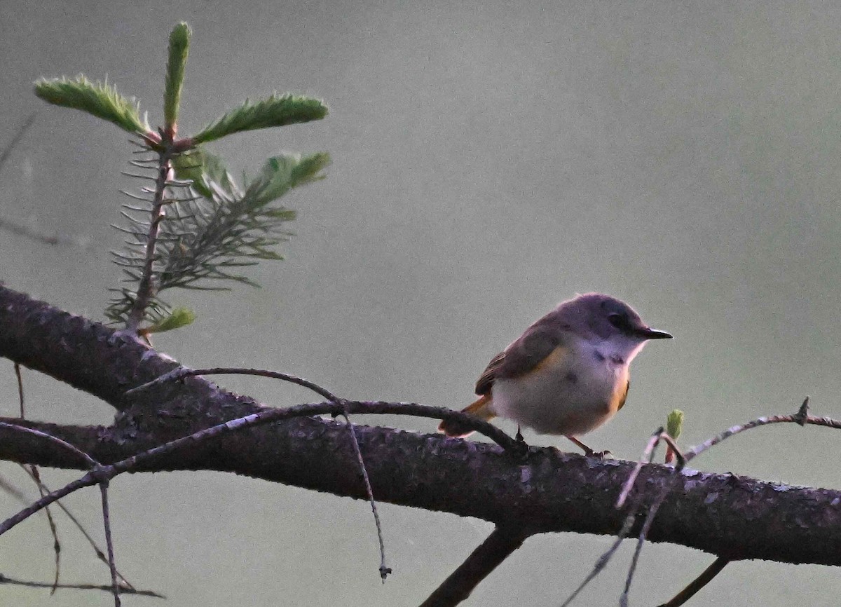 American Redstart - Damian Vraniak